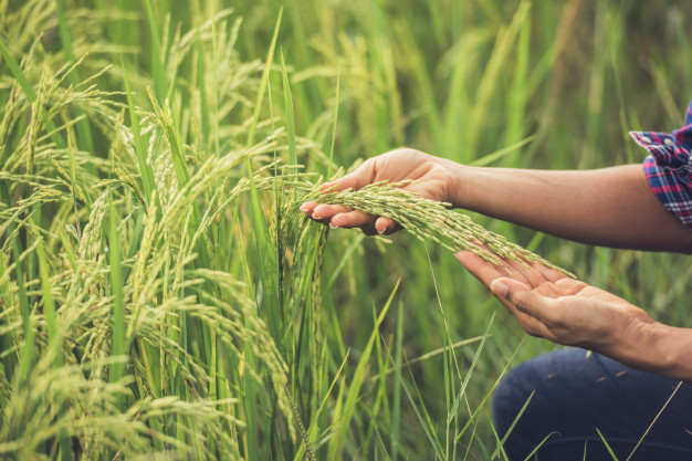 روش‌هایی برای از بین بردن شپشک برنج