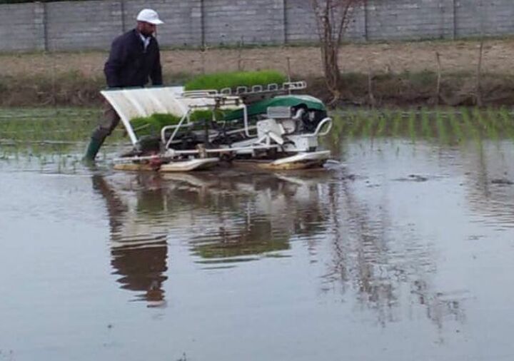 کشت مکانیزه ۱۲۳ هزار هکتاری برنج در مازندران