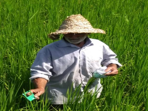 مبارزه بیولوژیک با ساقه خوار برنج در ۲۸۰۰ هکتار شالیزار جویبار