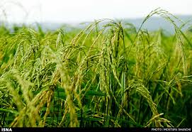 تولید ۱۰ هزار تن برنج در تنکابن