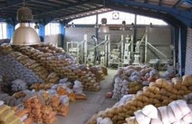 کاهش ضایعات برنج با نوسازی کارخانه های شالیکوبی