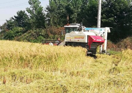 ۱۴ هزار هکتار برنج محمودآباد برداشت شد