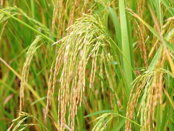 عملکرد تولید برنج بهتر از پارسال است