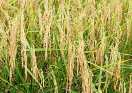 تولید ۸۰ هزار تنی برنج در بهشهر