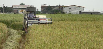 برداشت برنج در ۱۲۳ هزار هکتار شالیزار مازندران