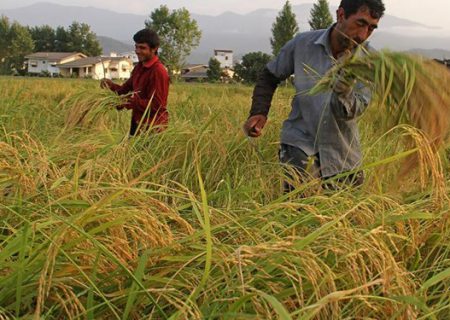 تولید یک میلیون و ۵۰۰ هزار تن برنج در مازندران