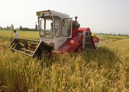 برداشت ۷۰ درصد برنج شالیزارهای نکا