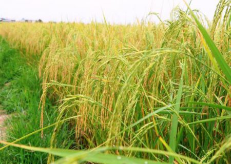 تعادل قیمت برنج به نفع تولید و مصرف