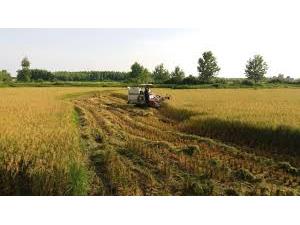 پایان برداشت برنج در شالیزارهای لاهیجان