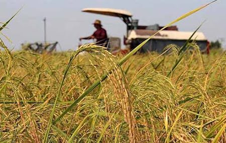 افزایش قیمت برنج با افزایش هزینه‌های تولید