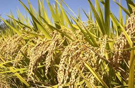 پرداخت ۳۶ ميليارد ریال تسهيلات زراعت برنج در ساري
