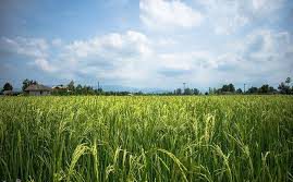قرارداد کشت ۲۵ هزار هکتاری برنج در مازندران