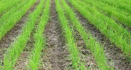 ۲۵درصد کشت قراردادی برنج در مازندران محقق شد