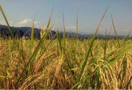 کشاورزان شمال ۱۶ هزار تن برنج قراردادی به دولت فروختند