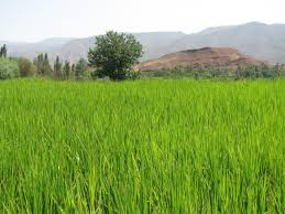 مجوز کشت برنج تنها برای سه استان کشور