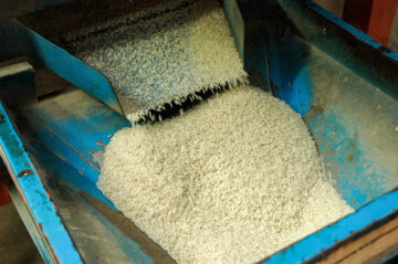 تولید ۱۴۰ هزار تن برنج سفید در رشت
