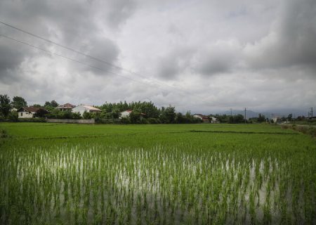 اجرای ۱۰۰ درصدی کشت قراردادی برنج در شالیزار‌های جویبار
