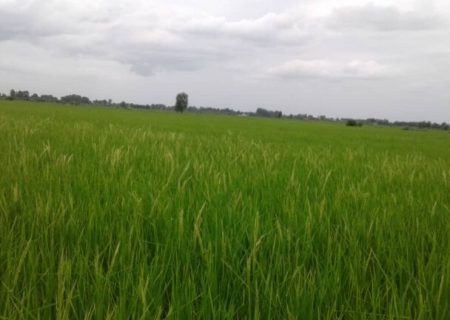 افزایش کشت برنج در استان‌های شمالی
