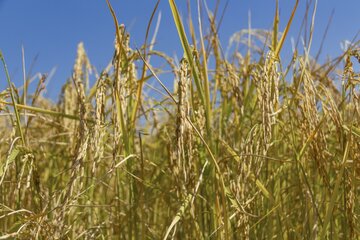 حمایت مجلس از استان‌های شمالی برای خودکفایی برنج