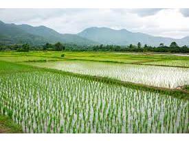 کشت مجدد برنج در ۳۵۰۰ هکتار شالیزار جویبار