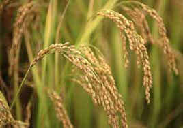 تولید ۶ هزار تن برنج رتون و کشت مجدد در جویبار