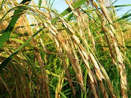 تولید ۳۰۰ هزار تن شلتوک برنج در بابل