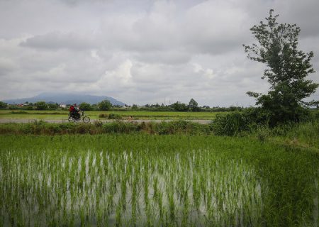 کشت قراردادی برنج در۱۰ درصد از شالیزارهای رشت تا سال آینده