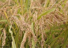 تولید ۴۰۰ هزار تن شلتوک برنج در بابل