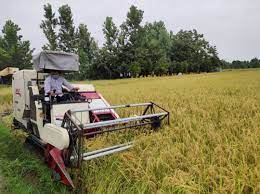 برداشت مکانیزه برنج در۳۱ هزار هکتار مزارع کشت مجدد و رتون بابل