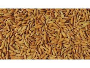 توزیع ۱۷۰۰ تن بذر گواهی شده برنج در گیلان