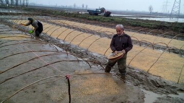 نخستین بذرپاشی برنج در شالیزارهای میاندورود
