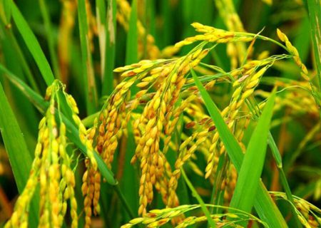 برنج اول امسال مازندران آخر هفته برداشت می‌شود