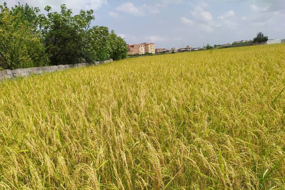 گیلان بزرگترین تولیدکننده برنج در کشور