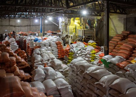 خرید توافقی برنج پرمحصول در مازندران به هزار تن رسید