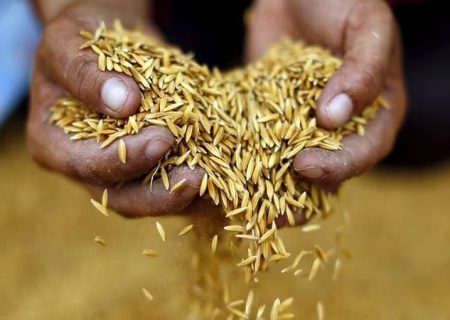 تایلند برنامه‌ای برای توقف صادرات برنج ندارد
