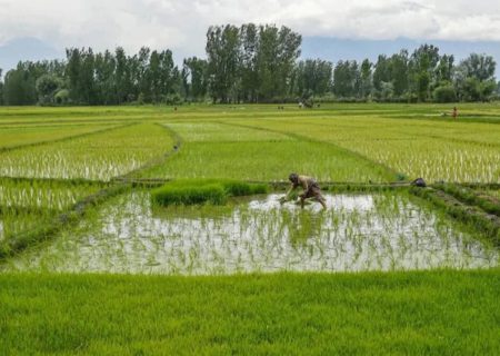 کشت برنج در هند با افزایش باران‌های موسمی شتاب می‌گیرد