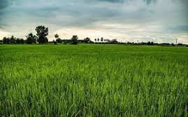 نقش توسعه بی‌رویه مزارع برنج در خشک شدن تالاب‌ها