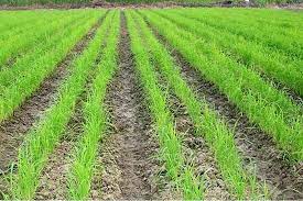 خشکه‌کاری برنج راهکاری برای فرار از خشکسالی شالیزار