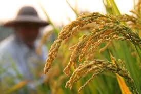سرانه برنج مصرفی کشور نیازمند بازبینی است