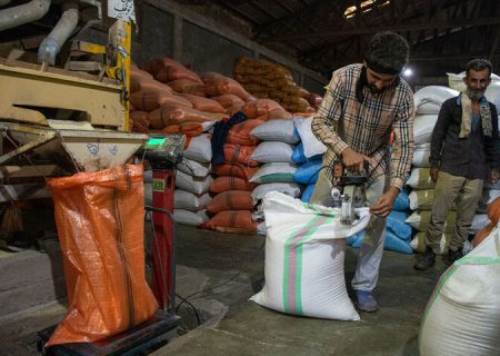 خرید ۴ هزار تن برنج پر محصول در مازندران