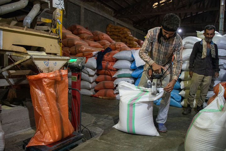 خرید ۴ هزار تن برنج پر محصول در مازندران