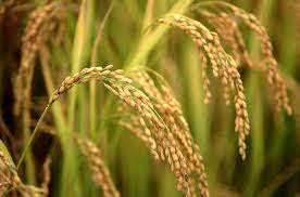 افزایش ۱۰ درصدی تولید برنج در املش
