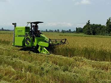 ۸۹ درصد از محصول برنج گیلان برداشت شد