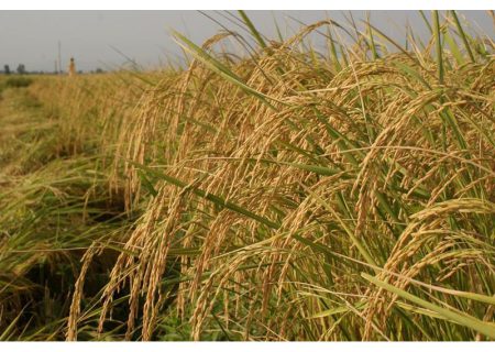 شرایط خوب آب و هوای گیلان برای برداشت برنج تا چهارشنبه