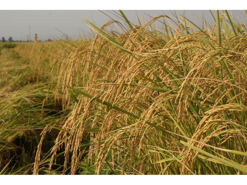 شرایط خوب آب و هوای گیلان برای برداشت برنج تا چهارشنبه