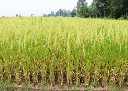 ضریب بهره‌وری برنج طارم ۲.۵ تن در هکتار است