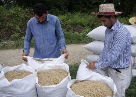 وعده‌های خرید برنج کی به سرانجام می‌رسد؟