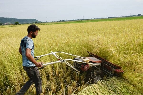شالیکاران چشم انتظار اقدام دولت برای ساماندهی بازار برنج