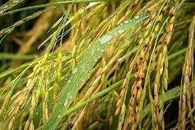تولید ۴۲ درصد برنج کشور در مازندران