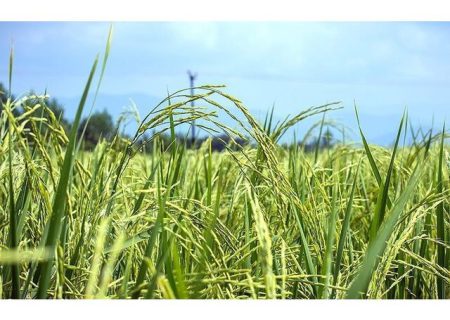 کشت مجدد و پرورش رتون برنج به روش icm در مازندران